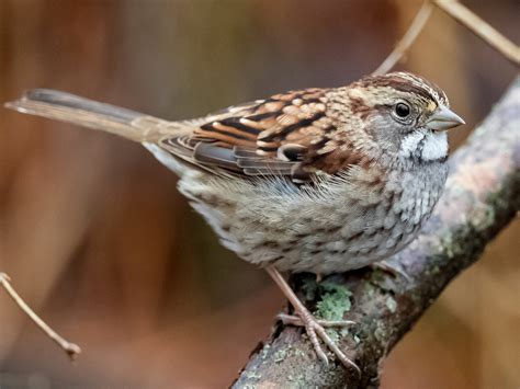 White-throated Sparrow - eBird