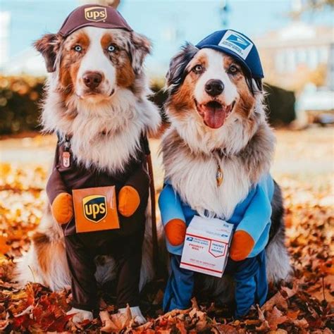 Best Pitbull Halloween Costumes for Your Dog.
