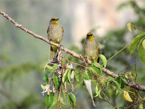 Stripe-throated Bulbul - eBird