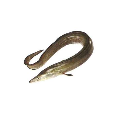 Best Price Indian Conger Eel - Fresh Seafood in Mason Jar Packaging