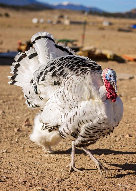 Do Turkeys Really Drown in the Rain?