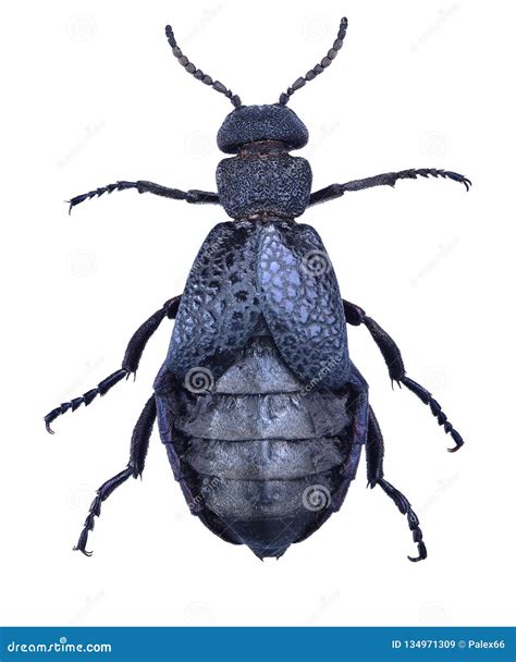 Coleoptera Meloidae Or Blister Beetle Royalty-Free Stock Photography ...