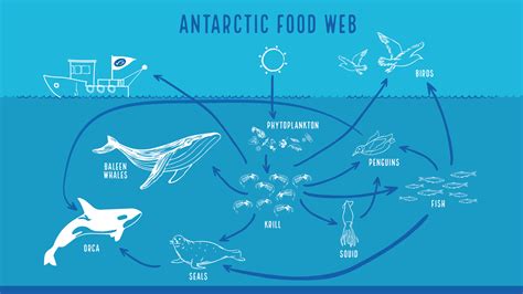 Is Krill fishing sustainable | Marine Stewardship Council