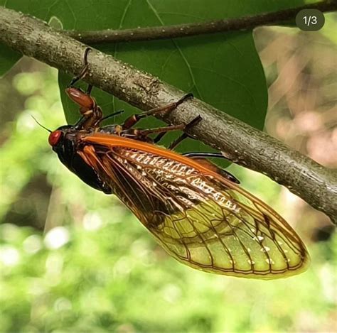 All About Cicadas , 50 Lodge Rd, Acworth, GA, United States, Georgia ...