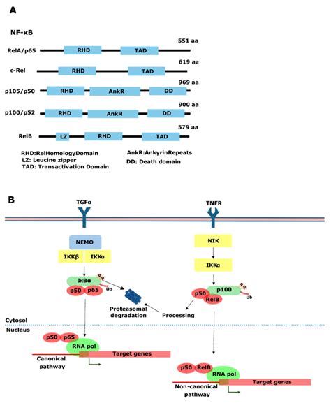Transcription Factors in Prostate Cancer: Insights for Disease ...