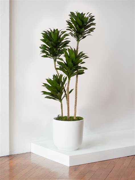 Dracaena Deremensis Janet Craig Compacta
