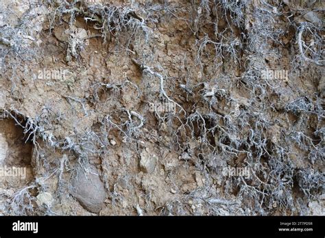 Earth Dirt 的图像结果