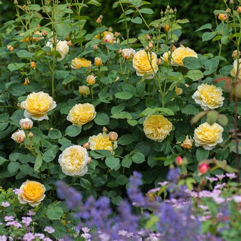 Charlotte | English Shrub Rose | David Austin Roses