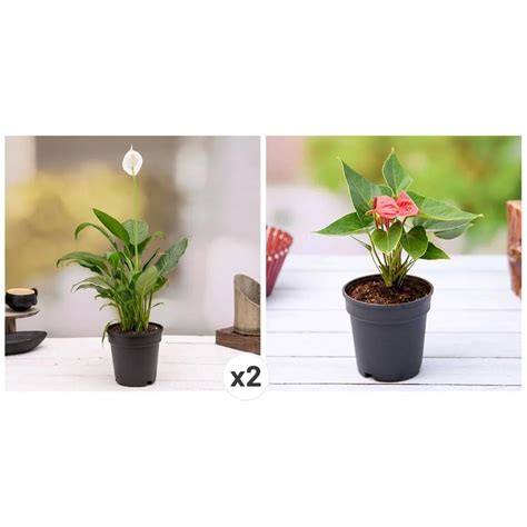 Buy Top 3 Flowering Indoor Plants to Purify Air online from Nurserylive ...