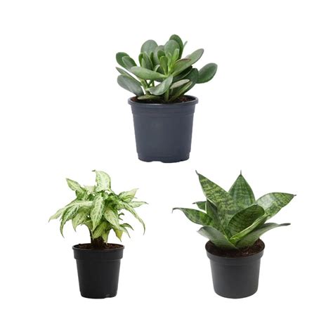 Buy Mood Booster / De-stress Table Top / Office Desk Plants online from ...