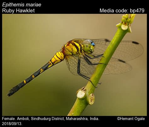 Epithemis mariae Laidlaw, 1915 - Ruby Hawklet | Odonata