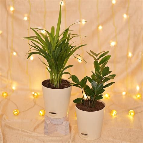 Decor Ideas Under ₹1,500 That Are Renter-Friendly