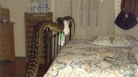 Image result for 16-Foot Python