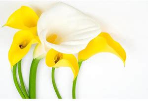 Colors Calla Lily Premium Poster Paper Print - ArtzFolio.com posters ...