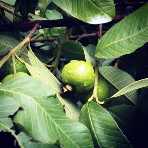 Top 6 Guava Fruit Benefits You Need To Know About | Femina.in