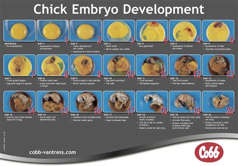 Chick Embryo Development 的图像结果