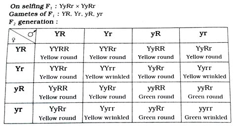Dihybrid Cross Worksheet Answer Key - prntbl.concejomunicipaldechinu.gov.co