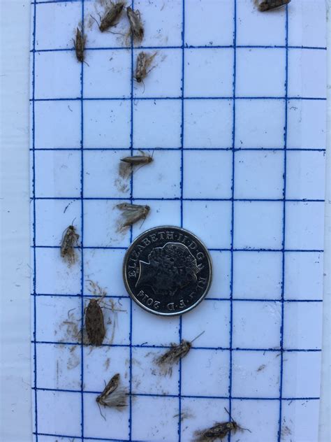 Clothes moths cause damage to natural fibres including carpets.