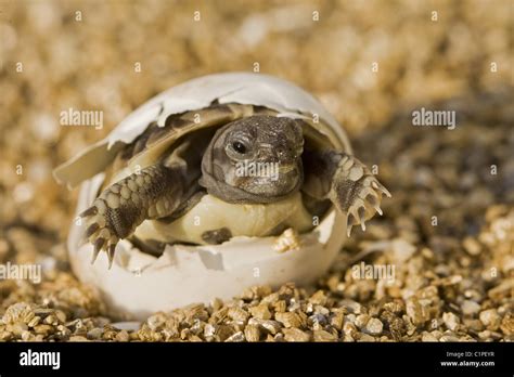 Image result for Return None in Python