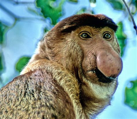 Scariest Animals On Earth