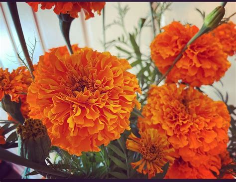 OUTINGS Autumn/Day of the Dead Gathering, 4684 bull run rd, Ashland ...