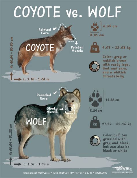 Wolf Vs Coyote