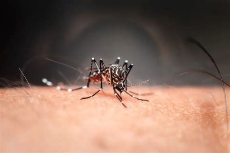 和烦人的蚊子说“拜拜”！华人团队揭秘驱蚊剂的防蚊原理_腾讯新闻