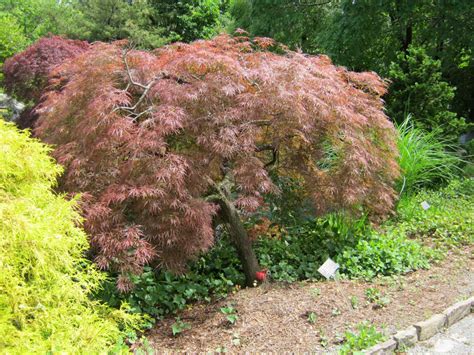 Acer palmatum var. dissectum 'Atropurpureum' - Japanese maple | Lewis ...