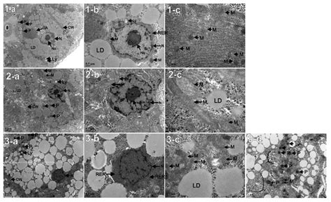 Experimental Studies on the Impact of the Projected Ocean Acidification ...