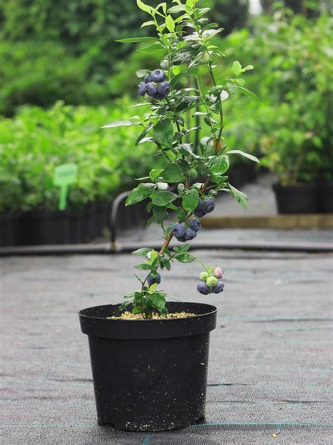 Can You Grow Blueberries In A Pot