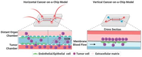 Cancers | Special Issue : Modeling Cancer in Microfluidic Chips