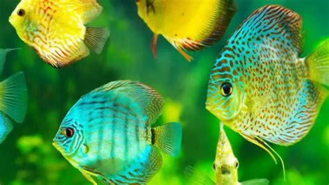 Image result for Discus Fish Identifier