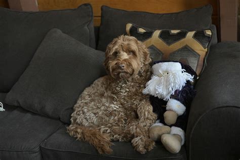 Christmas Goat Photos, Download The BEST Free Christmas Goat Stock Photos & HD Images