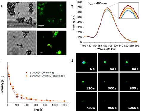 Biocompatible Probes Based on Rare-Earth Doped Strontium Aluminates ...