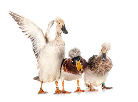 Crested Duck Breeds