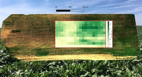 Predicting Table Beet Root Yield with Multispectral UAS Imagery