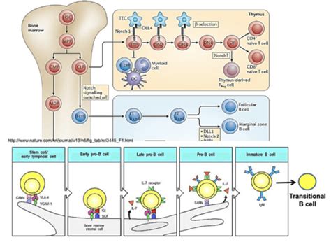 Image result for Lymphocyte Precursor