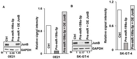 MiR-199a-5p Decreases Esophageal Cancer Cell Proliferation Partially ...