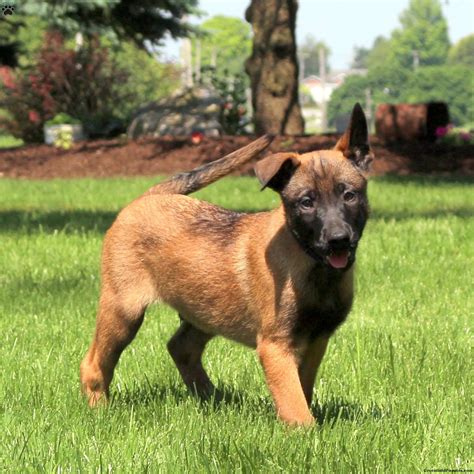 Belgian Malinois Mix Puppies