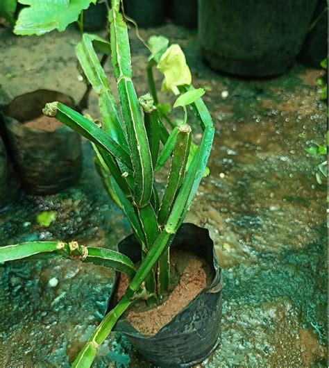 UGALOO Ayurvedic Osteoporosis Preventive Medicinal Plant Hadjod/Cissus ...