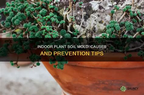 Indoor Plant Soil Mold: Causes And Prevention Tips | ShunCy