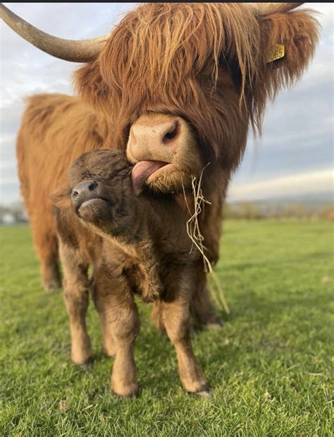 Pin by Maggie Panning on Too Cute | Cute baby animals, Cute animals, Cute dogs