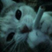 Image result for Square Pyro PFP