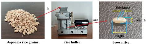 Processes | Special Issue : Agriculture Products Processing and Storage
