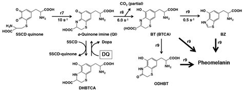 Chemical Reactivities of ortho-Quinones Produced in Living Organisms ...