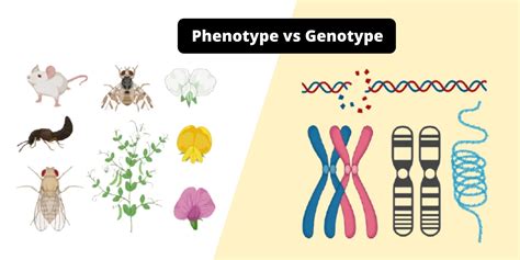 Differences Between Transduction and Transfection - Transduction vs ...