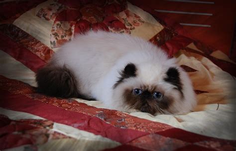 Traumhaftes Reetdachhaus in Galmsbüll | Tiere | Kleinanzeigen