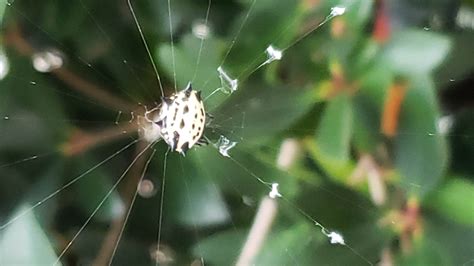 Gasteracantha cancriformis (Spiny-backed Orb-weaver) in Duluth, Georgia ...