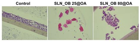 A Preliminary Report Regarding the Morphological Changes of Nano ...