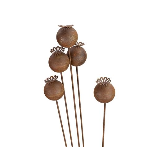 Buy Rusted poppy seed cluster: Delivery by Waitrose Garden